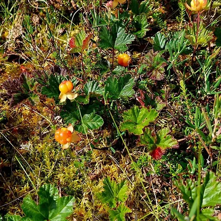 Hilda, By The Dağ evi