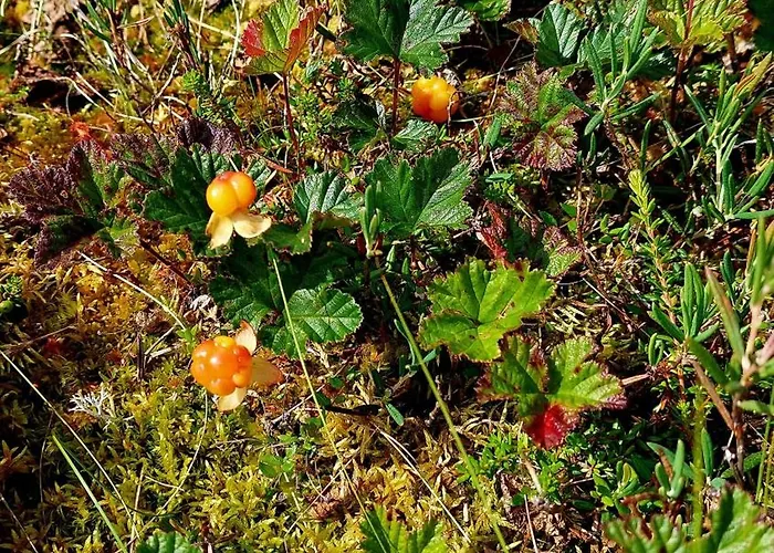 Hilda, By The 木屋