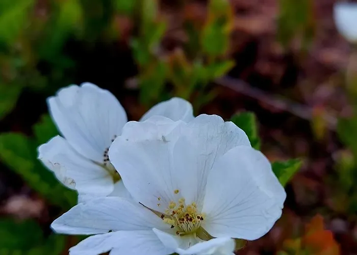 木屋 Hilda, By The 波西奥